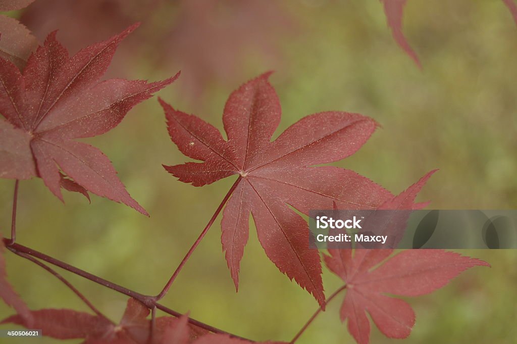 분재 단풍 잎 - 로열티 프리 0명 스톡 사진