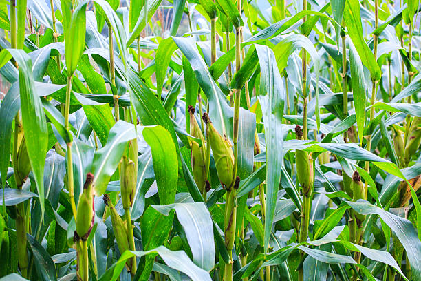 verde campo de milho - corn crop corn spring field - fotografias e filmes do acervo