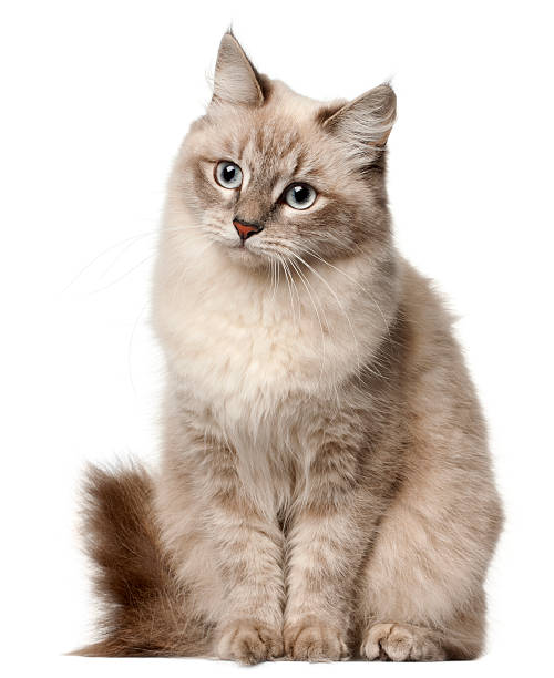 siberian cat, sitting in front of white background - sibirisk katt bildbanksfoton och bilder