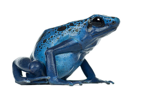 Blue and Black Poison Dart Frog, Dendrobates azureus Blue and Black Poison Dart Frog, Dendrobates azureus, against white background poison arrow frog photos stock pictures, royalty-free photos & images