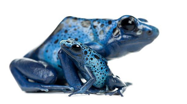 istock Female Blue and Black Poison Dart Frog with young 450506249