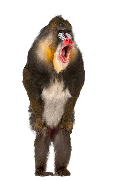 Mandrill standing and shouting, Mandrillus sphinx, 22 years old, primate of the Old World monkey family against white background