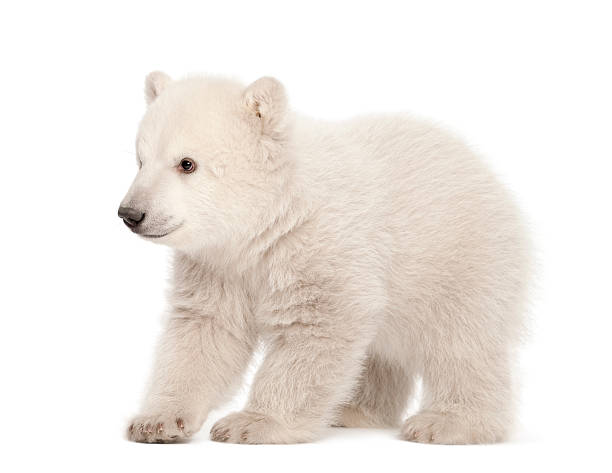 istock Polar bear cub, Ursus maritimus, 3 months old 450506281