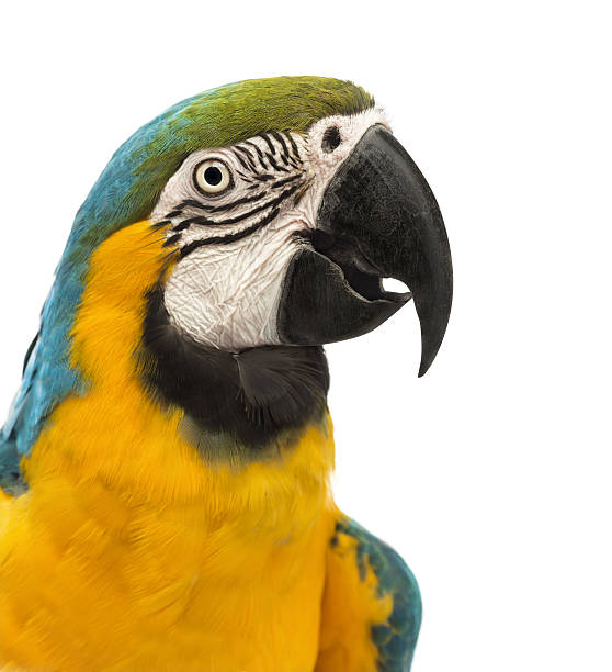 istock Side view close-up of a Blue-and-yellow Macaw, Ara ararauna 450506335