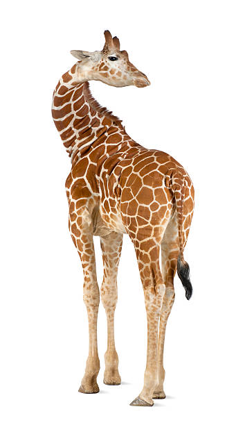 istock commonly known as Reticulated Giraffe, Giraffa camelopardalis 450507873