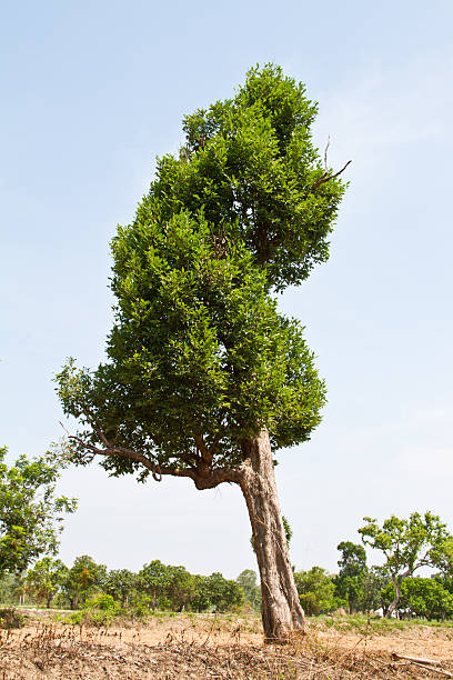 istock Irvingia malayana tree on white background 450508127