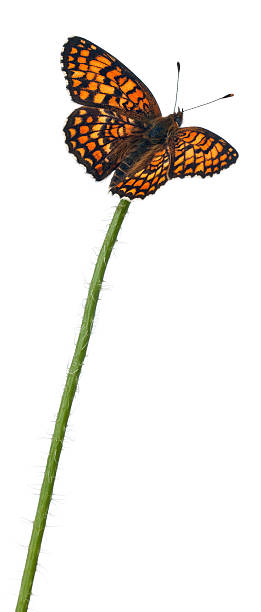 istock Knapweed Fritillary, Melitaea phoebe, on flower stem 450508657