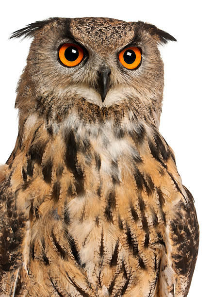 istock Portrait of Eurasian Eagle-Owl, Bubo 450508919