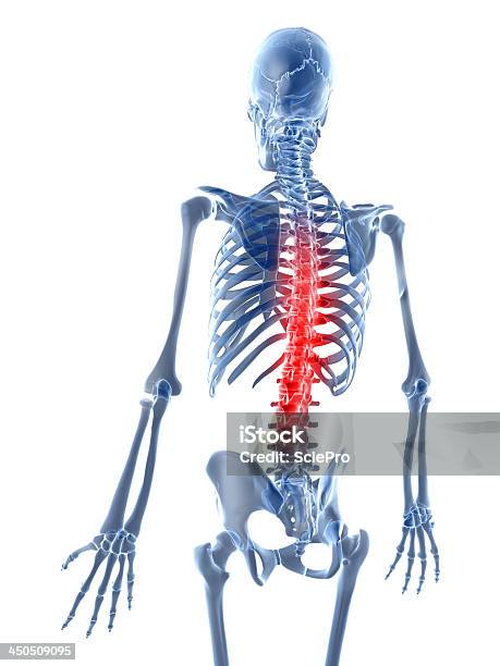 Ból Pleców - zdjęcia stockowe i więcej obrazów Anatomia człowieka - Anatomia człowieka, Artretyzm, Białe tło