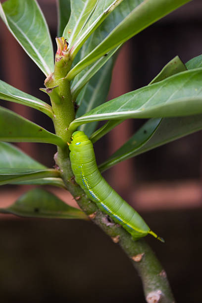 istock Butterfly larva climbing on twig 450509127