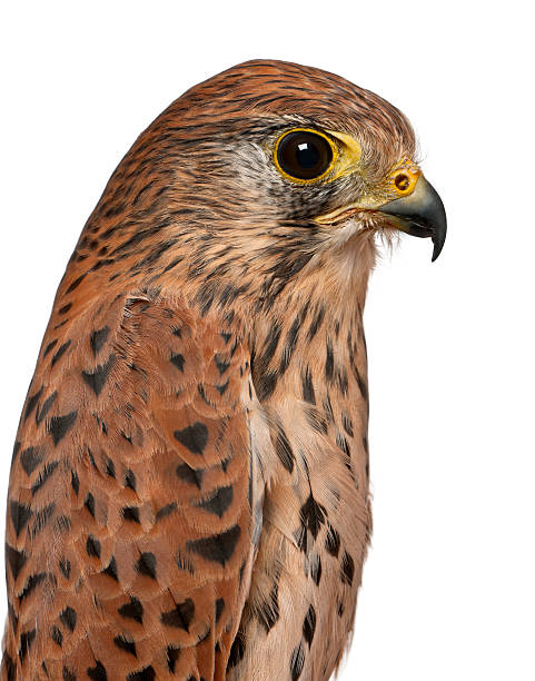 istock Close up of Common Kestrel, Falco tinnunculus 450509679