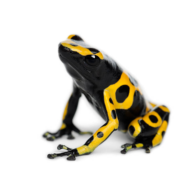 istock Yellow-Banded Poison Dart Frog, also known as a Yellow-Headed 450509699