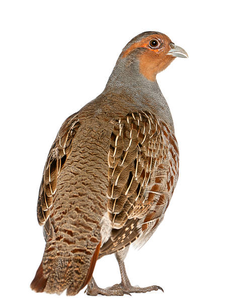 Portrait of Grey Partridge, Perdix, also known as the English Portrait of Grey Partridge, Perdix perdix, also known as the English Partridge, Hungarian Partridge, or Hun, a game bird in the pheasant family, standing in front of white background perdix stock pictures, royalty-free photos & images