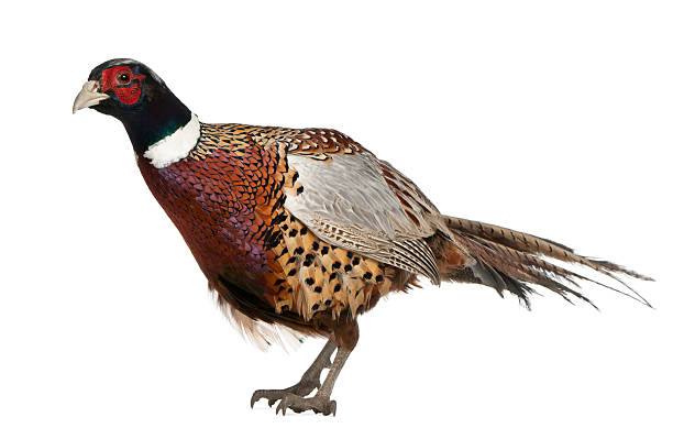 istock Male American Common Pheasant, Phasianus colchicus 450510071