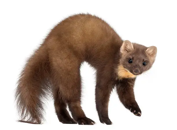 European Pine Marten or pine marten, Martes martes, 4 years old, standing against white background