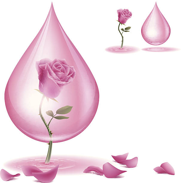 ilustrações de stock, clip art, desenhos animados e ícones de gotejamento de óleo de rosa - drop herbal medicine leaf perfume