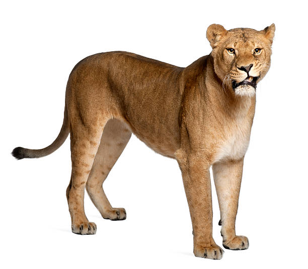 istock Lioness, Panthera leo, 3 years old 450510513