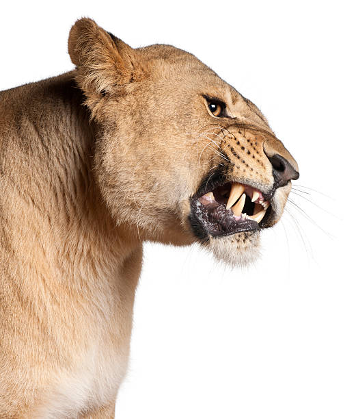istock Lioness, Panthera leo, 3 years old 450510709