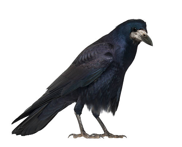 istock Rook, Corvus frugilegus, 3 years old 450510775