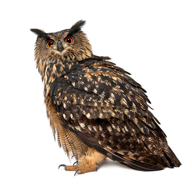 Eurasian Eagle-Owl, Bubo, 15 years old, standing against white background Eurasian Eagle-Owl, Bubo bubo, 15 years old, standing against white background eurasian eagle owl stock pictures, royalty-free photos & images