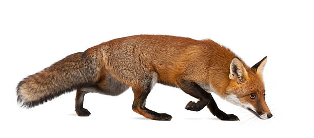 Red fox, Vulpes, 4 years old, walking against white background