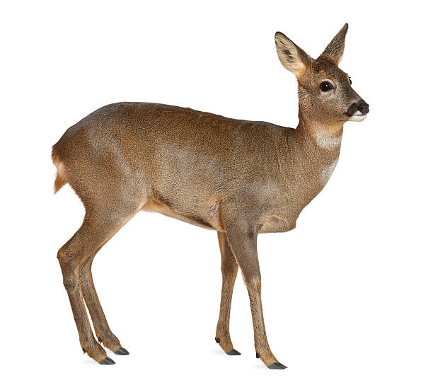 istock European Roe Deer, Capreolus, 3 years old 450510789