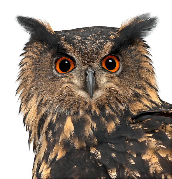istock Eurasian Eagle-Owl, Bubo, 15 years old, against white background 450510809
