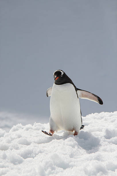 istock Gentoo Penguin in Antarctica 450516745