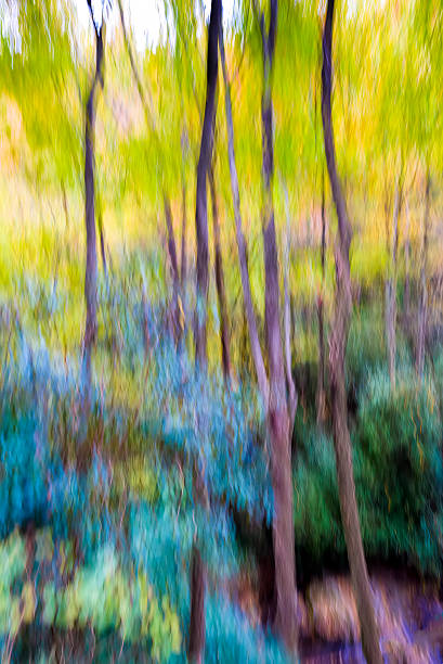 vista de cores do outono impressionista no the smokies - great smoky mountains great smoky mountains national park tree group of objects - fotografias e filmes do acervo