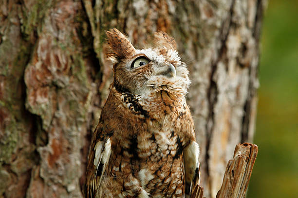 red graduellement petit-duc maculé looks pour une proie - red owl screech owl animal photos et images de collection