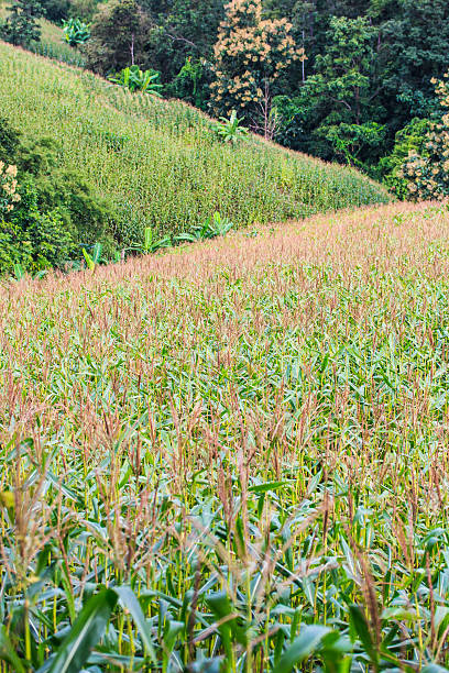 campo di mais verde - corn crop corn spring field foto e immagini stock