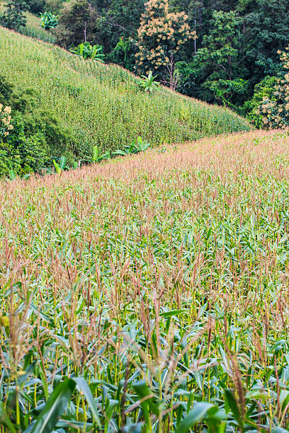 verde campo de milho - corn crop corn spring field - fotografias e filmes do acervo