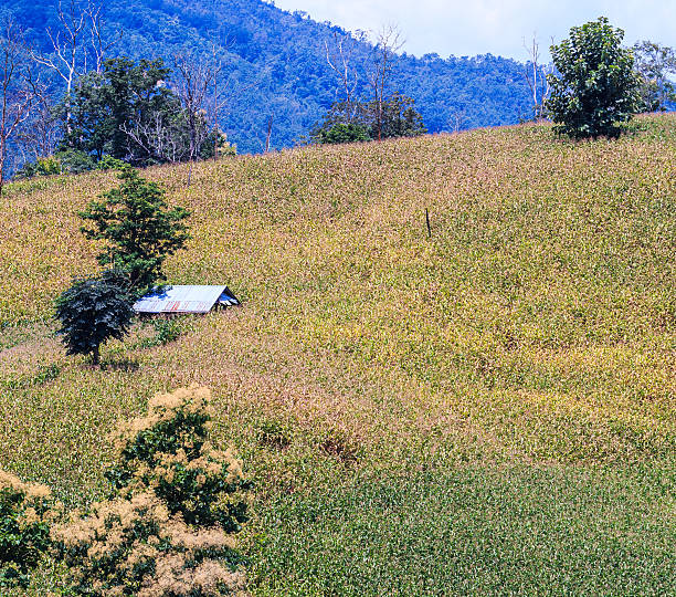 グリーントウモロコシフィールド - corn crop corn spring field ストックフォトと画像