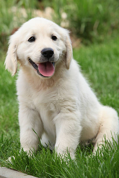 istock Gorgeous golden retriever puppy sitting 450518323