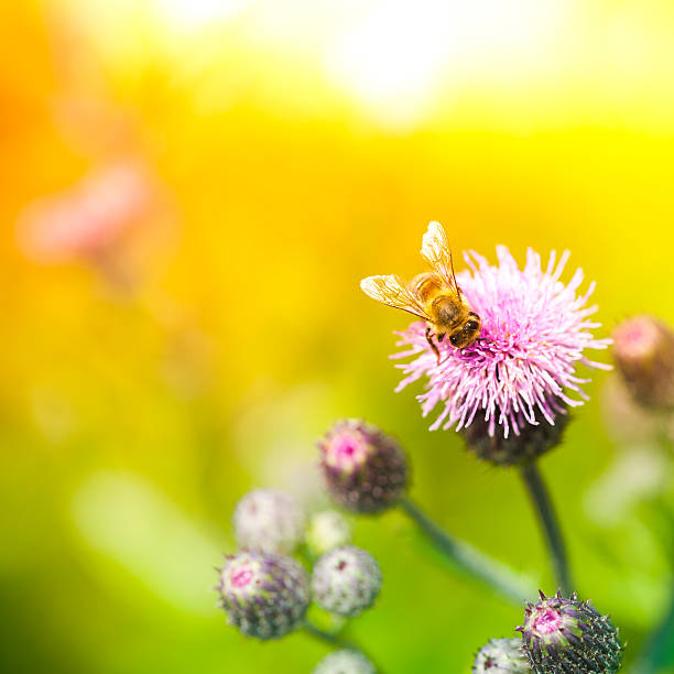 istock Honey Bee pollinating plant in meadow 450518665