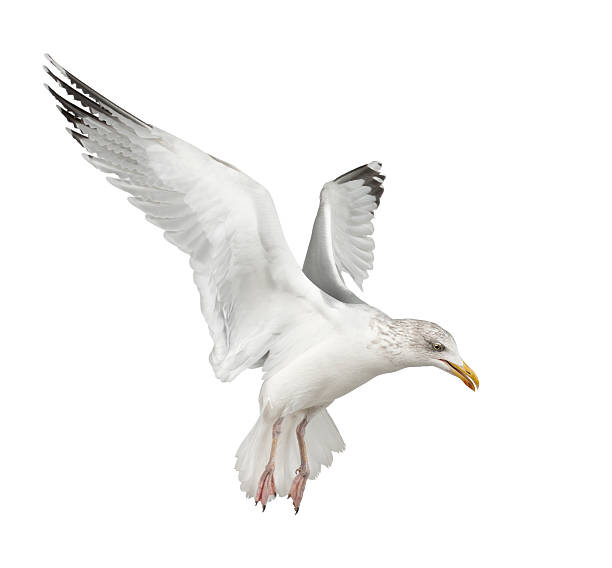 istock European Herring Gull, Larus argentatus, 4 years old 450529981