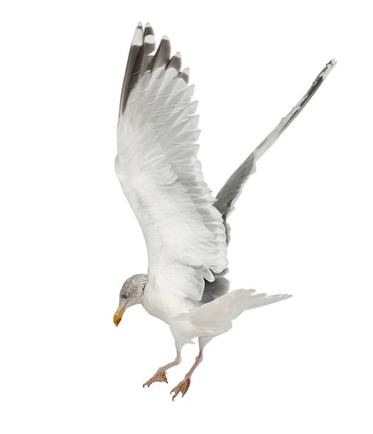 istock European Herring Gull, Larus argentatus, 4 years old 450530175
