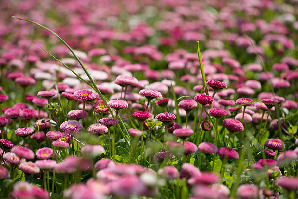 istock Bellis perennis Linne 450530351