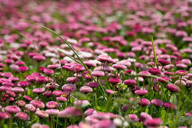 istock Bellis perennis Linne 450530551