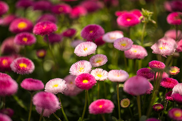 istock Bellis perennis Linne 450531163