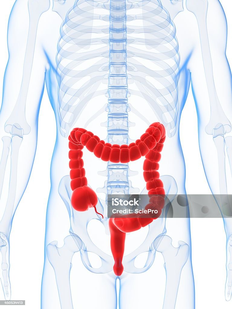 Homme colon - Photo de Côlon ascendant libre de droits