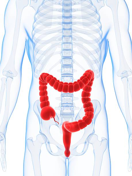 숫나사 콜론 - descending colon 뉴스 사진 이미지