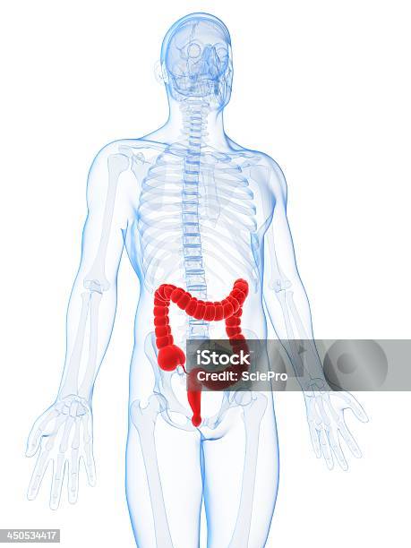 Maschio Colon - Fotografie stock e altre immagini di Addome - Addome, Addome umano, Anatomia umana