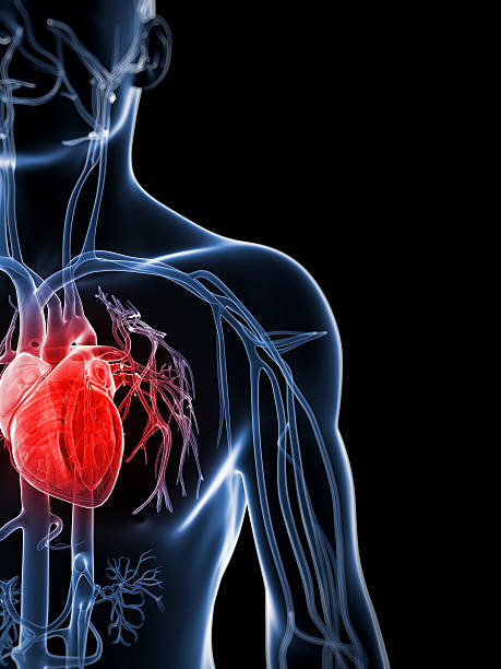istock X Ray silhouette high lighting the human heart in red 450534521