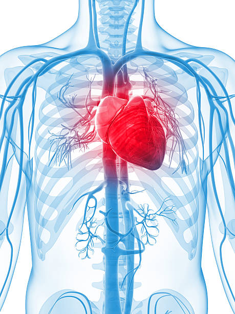 corazón humano - sistema cardiovascular fotografías e imágenes de stock