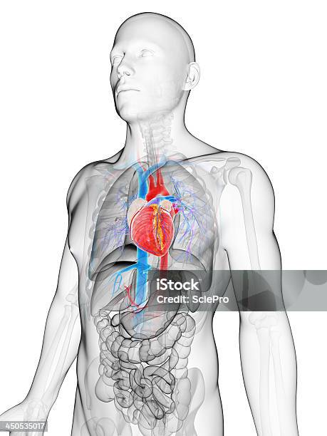 Coração Humano - Fotografias de stock e mais imagens de Anatomia - Anatomia, Aorta, Artéria Humana