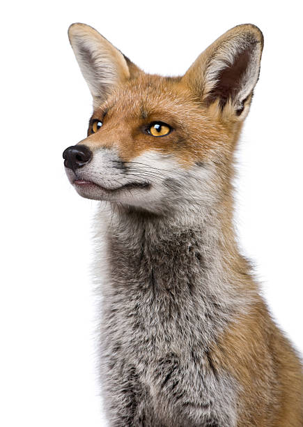 istock Close-up headshot of Red Fox, 1 year old 450535523