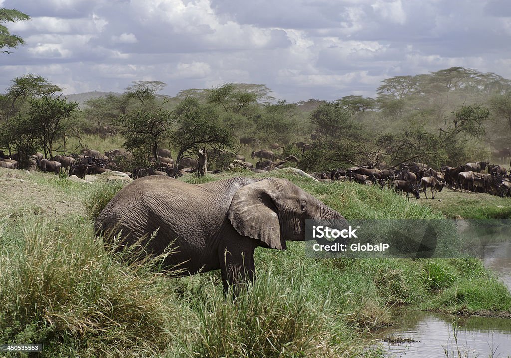 Elephant drinking in Serengeti National Park, Tanzania, Africa Africa Stock Photo