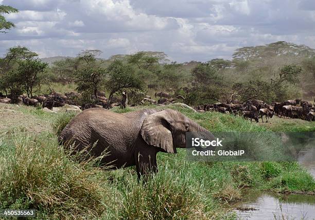 Elephant Drinking In Serengeti National Park Tanzania Africa Stock Photo - Download Image Now