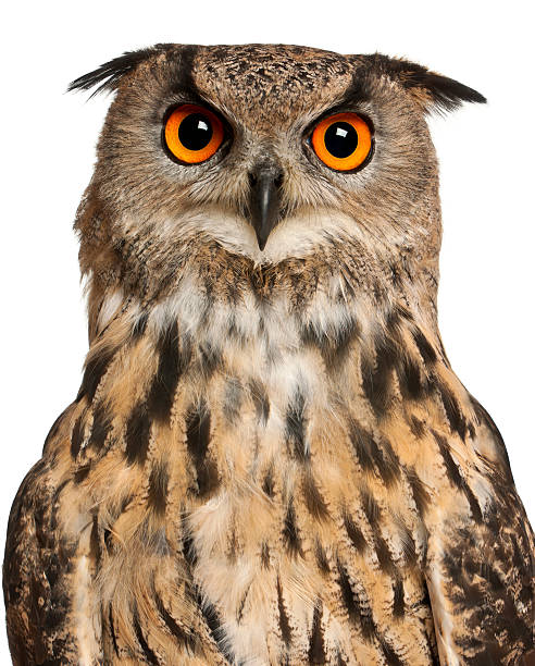 istock Portrait of Eurasian Eagle-Owl, Bubo, a species 450535569